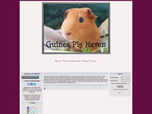 Guinea Pig Haven Forum