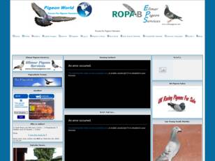 Racing Pigeons, Show & Fancy Pigeons